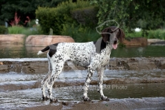 Pointer - German Shorthaired