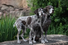 Pointer - German Shorthaired