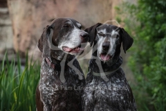 Pointer - German Shorthaired