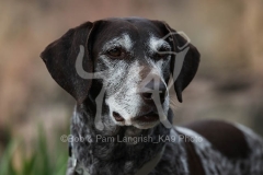 Pointer - German Shorthaired