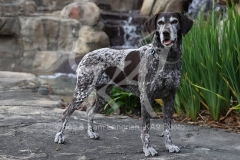 Pointer - German Shorthaired