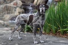 Pointer - German Shorthaired