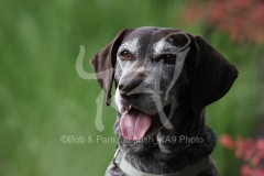 Pointer - German Shorthaired