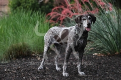 Pointer - German Shorthaired
