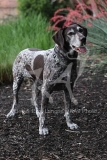 Pointer - German Shorthaired