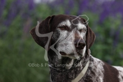 Pointer - German Shorthaired