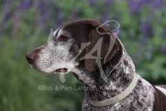 Pointer - German Shorthaired