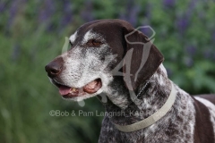 Pointer - German Shorthaired