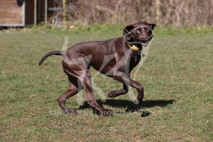 Pointer - German Shorthaired