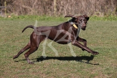 Pointer - German Shorthaired