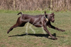 Pointer - German Shorthaired