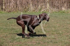 Pointer - German Shorthaired