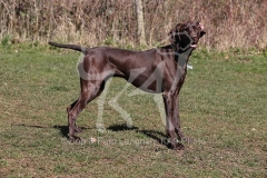 Pointer - German Shorthaired