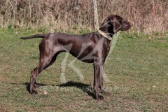Pointer - German Shorthaired