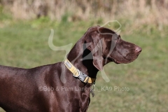 Pointer - German Shorthaired
