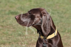 Pointer - German Shorthaired