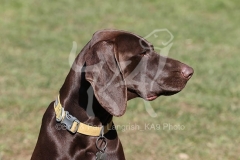 Pointer - German Shorthaired