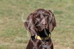 Pointer - German Shorthaired