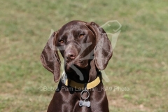 Pointer - German Shorthaired