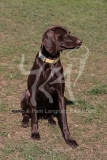 Pointer - German Shorthaired
