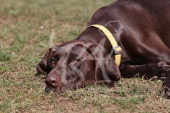 Pointer - German Shorthaired