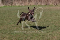 Pointer - German Shorthaired