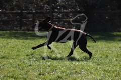 Pointer - German Shorthaired