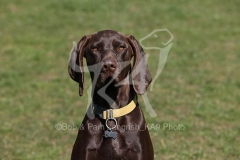 Pointer - German Shorthaired