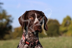Pointer - German Shorthaired