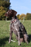 Pointer - German Shorthaired