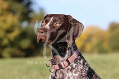 Pointer - German Shorthaired