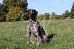 Pointer - German Shorthaired