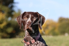 Pointer - German Shorthaired
