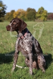 Pointer - German Shorthaired
