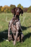 Pointer - German Shorthaired