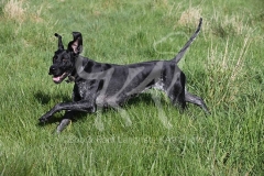 Pointer - German Shorthaired
