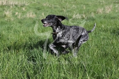 Pointer - German Shorthaired