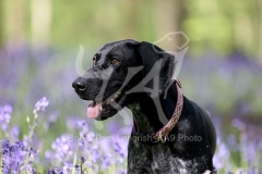 Pointer - German Shorthaired