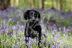 Pointer - German Shorthaired
