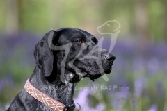 Pointer - German Shorthaired