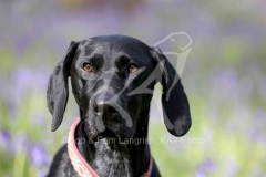 Pointer - German Shorthaired