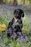 Pointer - German Shorthaired