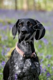Pointer - German Shorthaired