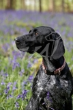 Pointer - German Shorthaired
