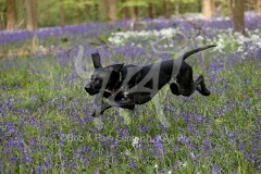 Pointer - German Shorthaired