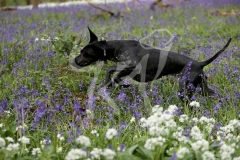 Pointer - German Shorthaired