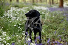 Pointer - German Shorthaired