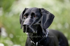 Pointer - German Shorthaired