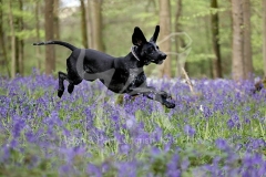 Pointer - German Shorthaired