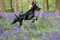 Pointer - German Shorthaired